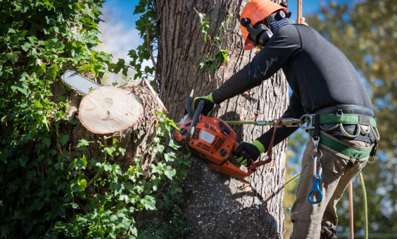 Tree Removal