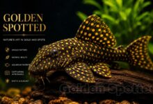 Golden Spotted