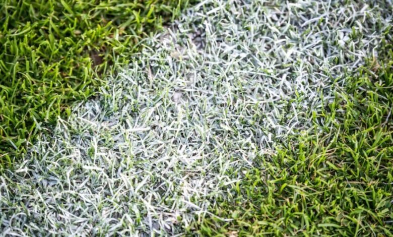 Real Grass vs Artificial Grass: Which Is Better for Busy Homeowners?
